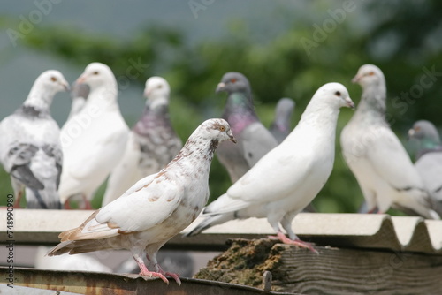 A flock of pigeons are gathered on a ledge
