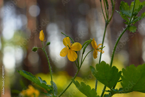 Yellow celandine flowers. Medicinal plant (Chelidonium majus).
