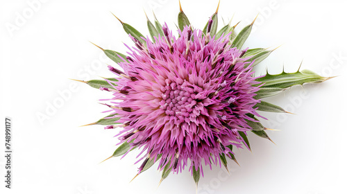 Milk thistle flower isolated on the white background, top view 