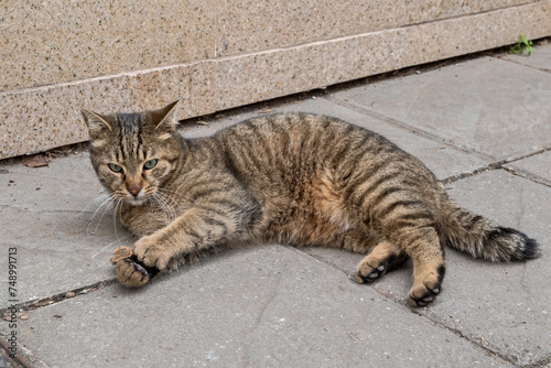 Adorable stray street tabby cat closeup
