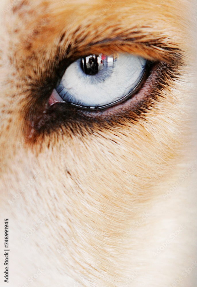 A dog's eye is shown in a close up