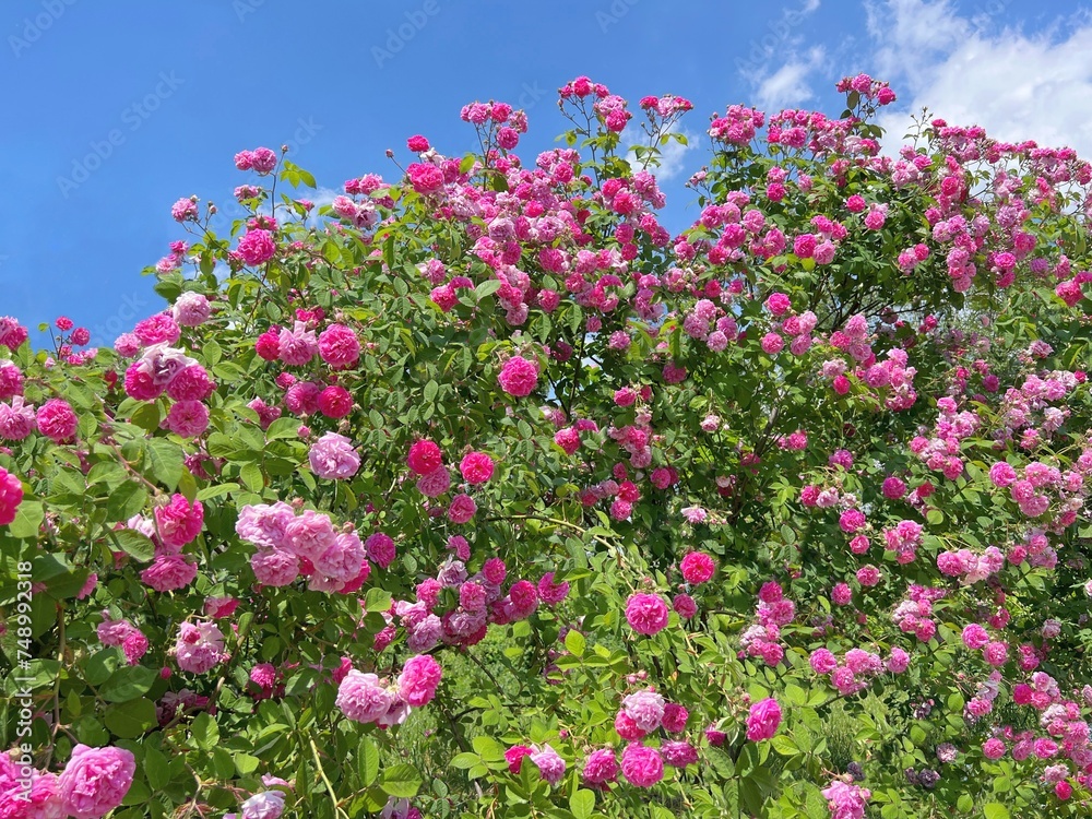 Rose bush flowers pink blossom against blue sky. Rose bush flowers pink blossom against blue sky.