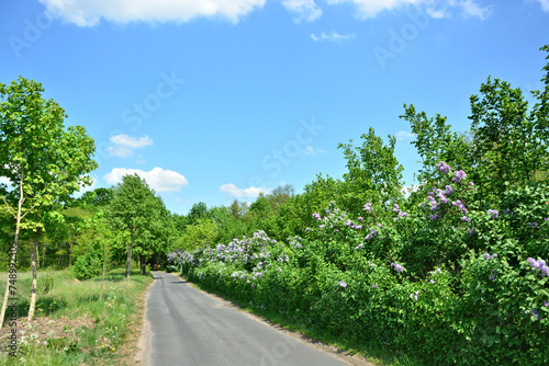 Weg mit Fliederbusch photo