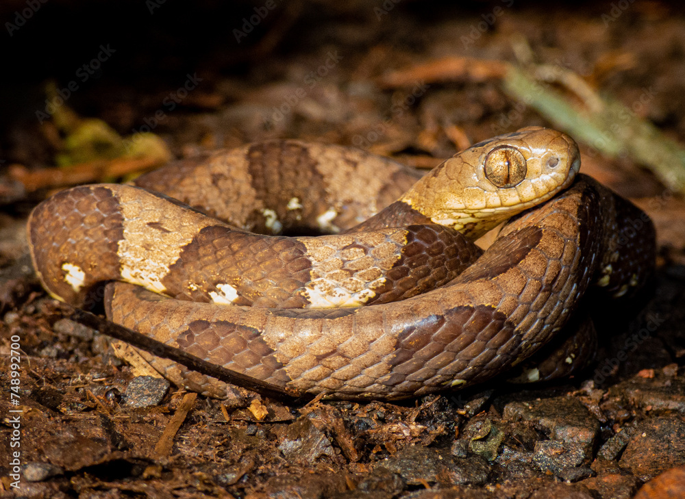 Obraz premium Dipsas bucephala