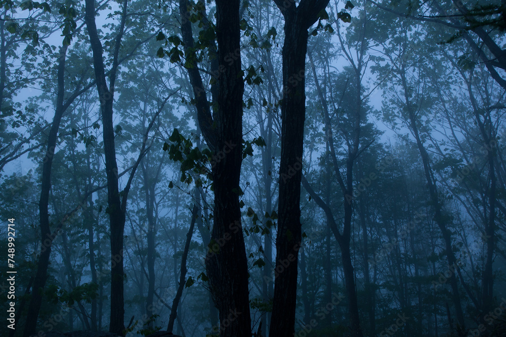 Naklejka premium the forest at dawn