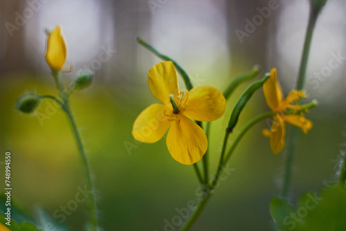 Yellow celandine flowers. Medicinal plant  Chelidonium majus . 