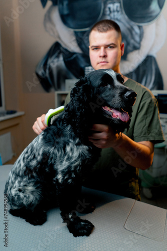 close-up in a veterinary clinic a doctor combs the hair of a black spaniel