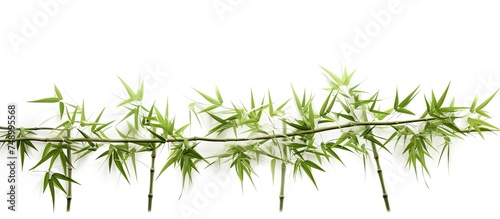 The close-up shot showcases a detailed view of a vibrant bamboo plant set against a clean white background. The intricate patterns of the foliage and the contrast with the white backdrop create a