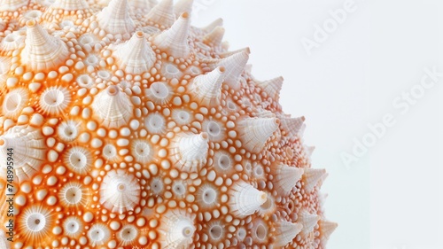 Macro shot of an intricate sea urchin shell's texture