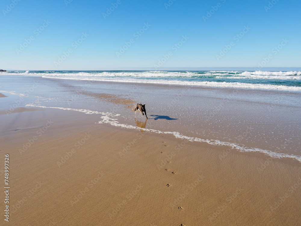 Perro corriendo alegre por la playa un día soleado