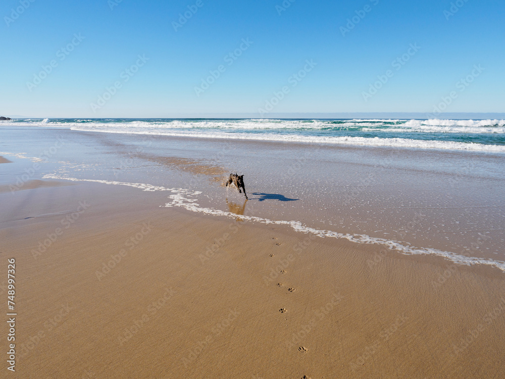 Perro corriendo alegre por la playa un día soleado Perro corriendo alegre por la playa un día soleado