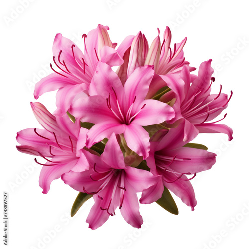Rhodora isolated on transparent background photo