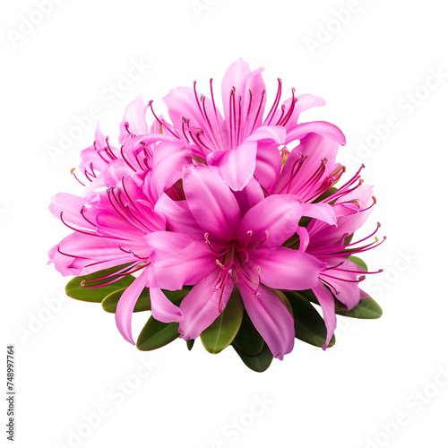 Rhodora isolated on transparent background photo