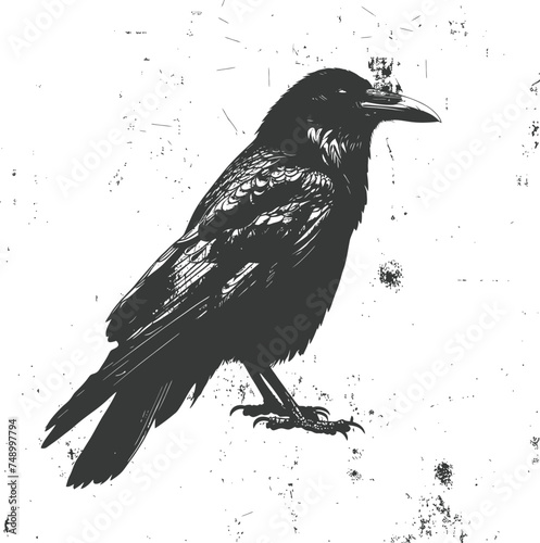 Silhouette crow bird black color only full body