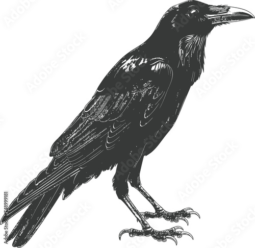 Silhouette crow bird black color only full body photo