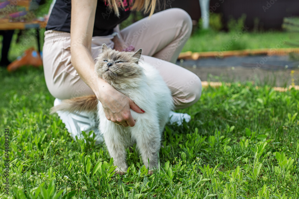 Owner Petting Content Himalayan Cat in Garden Owner Petting Content Himalayan Cat in Garden