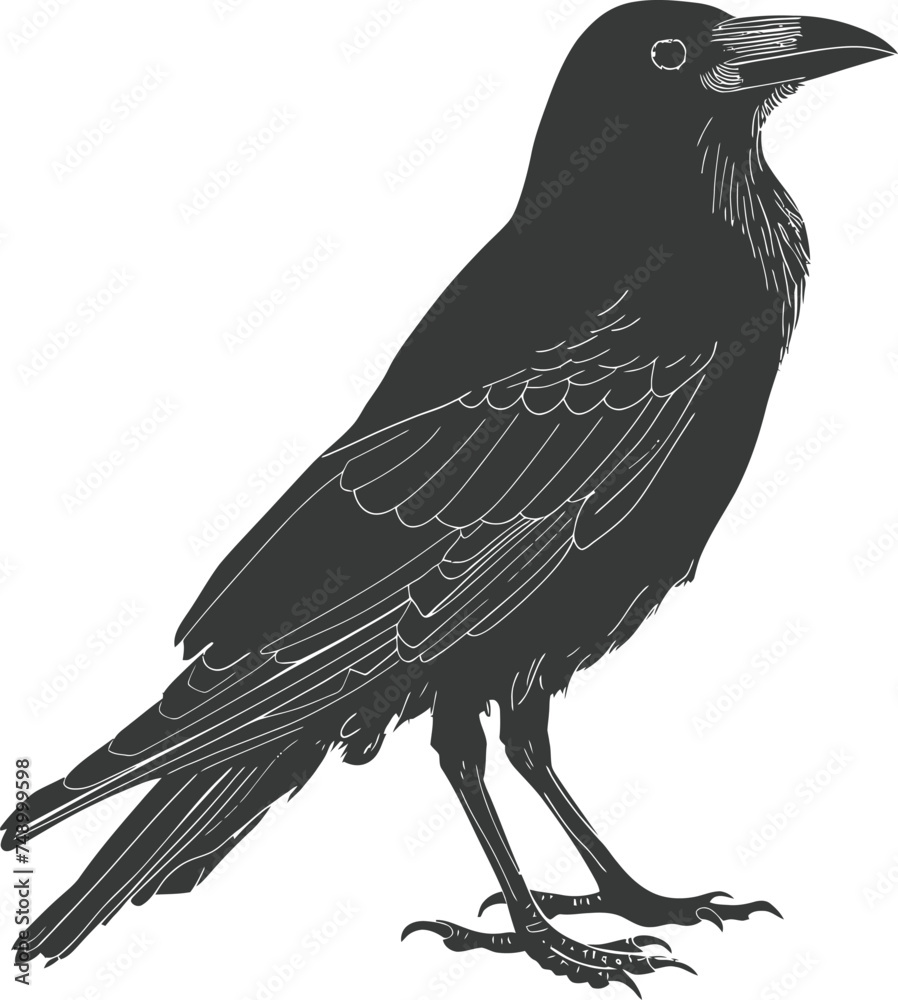 Fototapeta premium Silhouette crow bird black color only full body