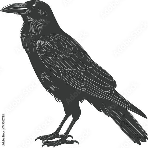 Silhouette crow bird black color only full
