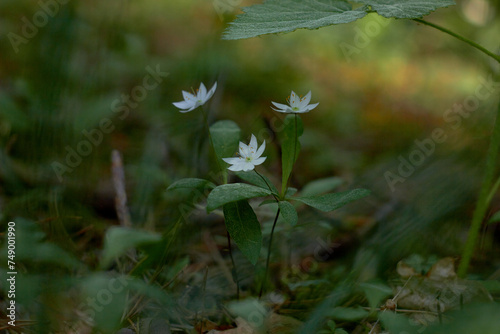 Trientalis europaea (arctic starflower) White spring flowers, in the pine forest. Macro photo.  © Nataliia
