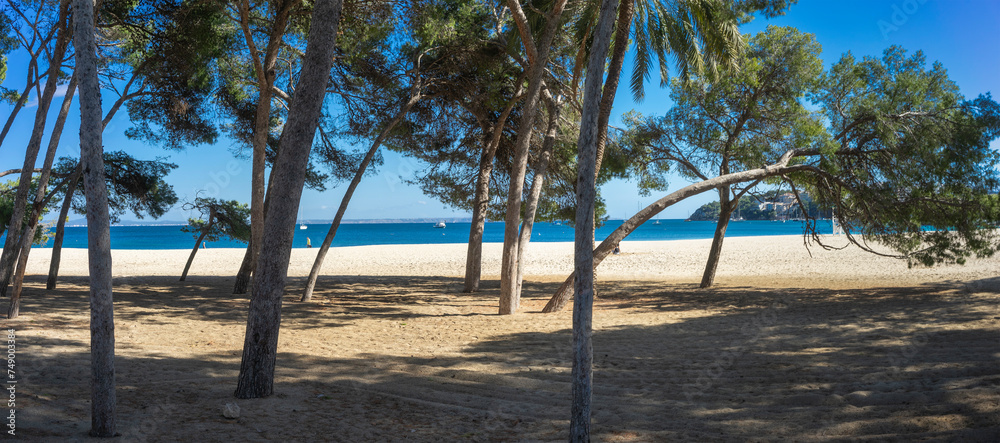 Serene Beach View Through Pine Trees with Clear Blue Sky and Sandy Shore Serene Beach View Through Pine Trees with Clear Blue Sky and Sandy Shore