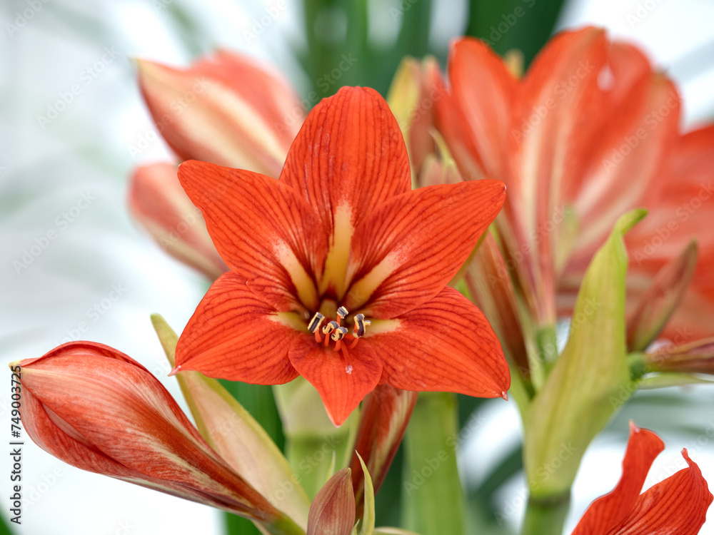 Fototapeta premium 切り花 アマリリス