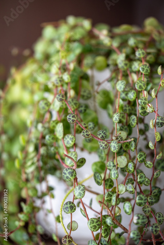Closeup of Peperomia prostrata leaves - string of turtles houseplant in flower pot at home. Trendy unpretentious houseplant.  photo