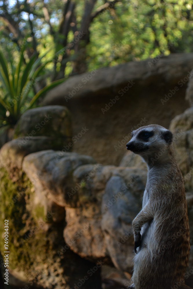 Fototapeta premium suricata viendo hacia la izquierda esperando la llegada de algo, retrato 