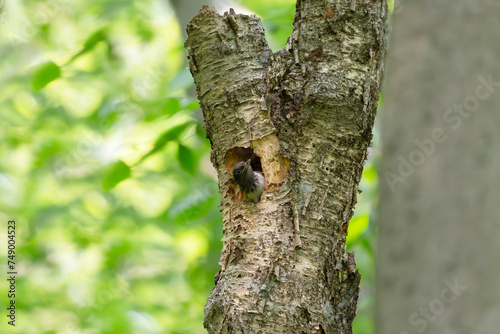 Young red-headed woodpecker (Melanerpes erythrocephalus) in the nesting cavity