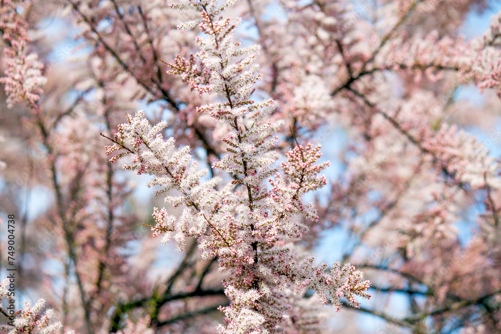 blooming tree in spring blooming tree in spring