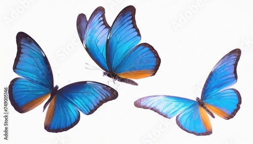 Macro shots, Blue tropical butterflies isolated on white background. moths for design 