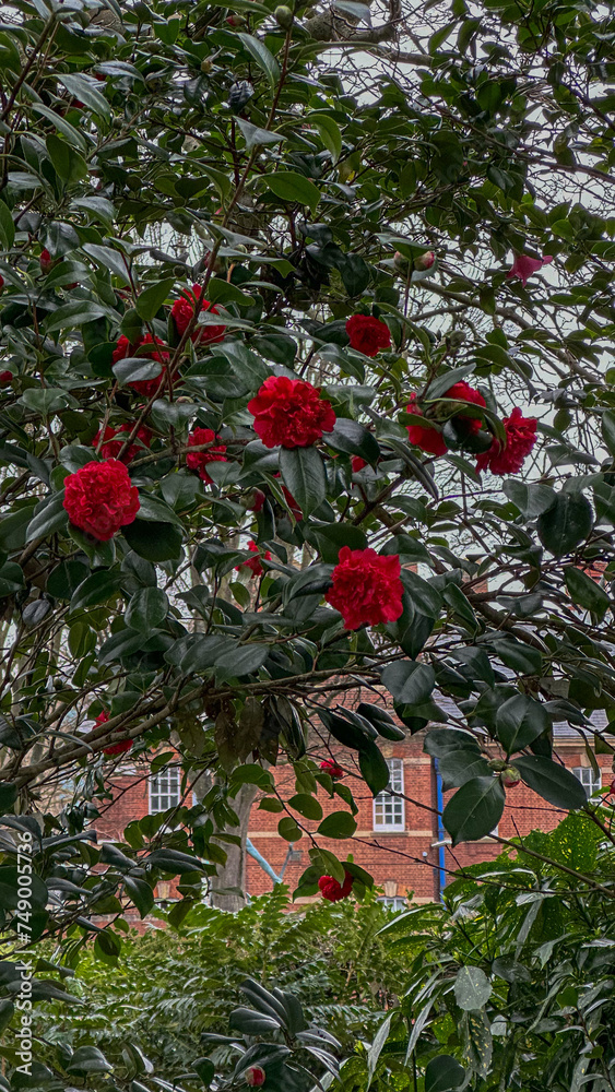 camellias in the garden