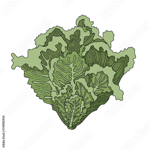 Lettuce salad. Vector illustration of leafy greenery. An ingredient for cooking vegetarian dishes. Pictures for illustrating cookbooks and recipes. Growing vegetables.