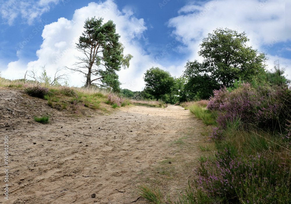 dunes in the Cross border park De Zoom, Kalmthout, Belgium, the Netherlands