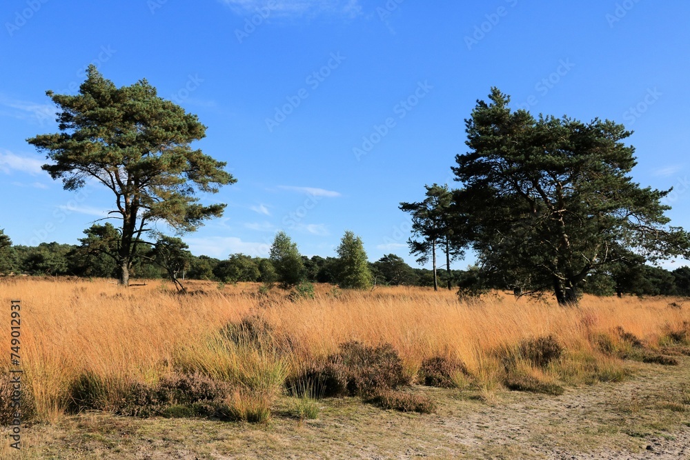 sun on the yellow grass, Cross border park De Zoom, Kalmthout, Belgium, the Netherlands