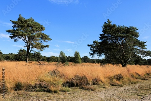 sun on the yellow grass  Cross border park De Zoom  Kalmthout  Belgium  the Netherlands