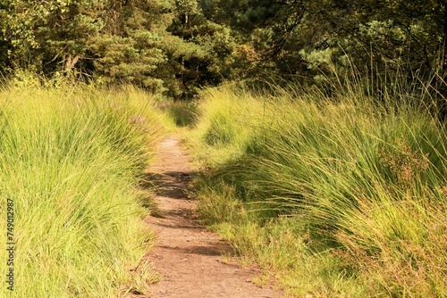 hiking path, Cross border park De Zoom, Kalmthout, Belgium, the Netherlands