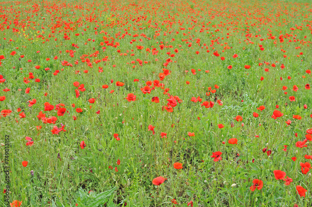 Field with blooming red poppies in spring in Tuscany, Italy. Excellent nature background