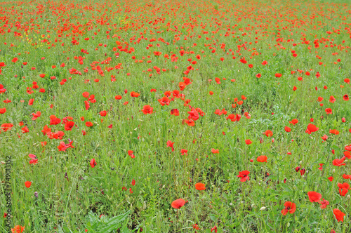 Field with blooming red poppies in spring in Tuscany, Italy. Excellent nature background
