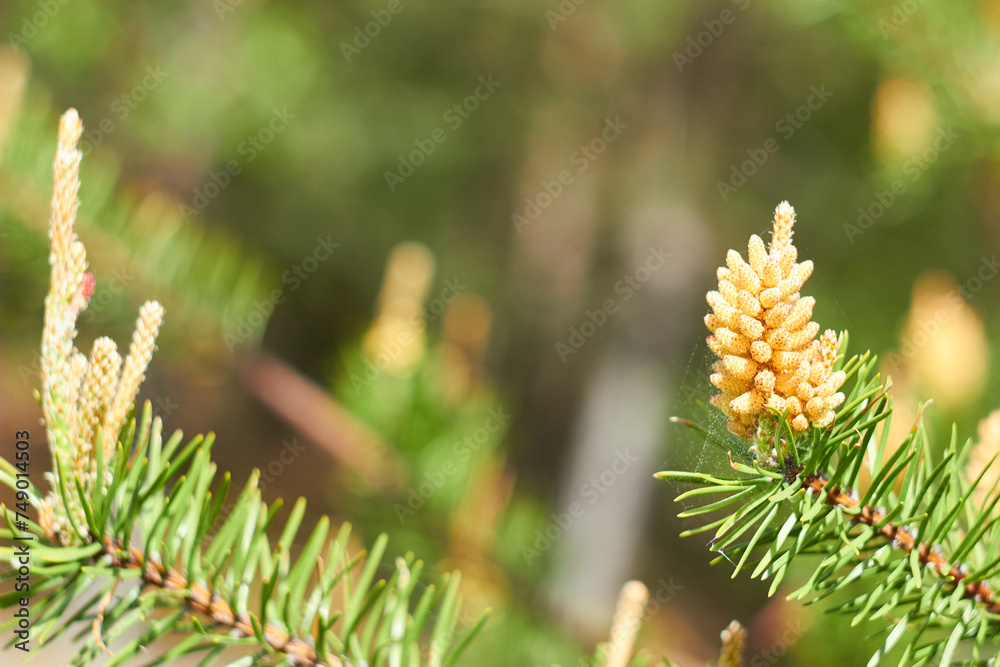 Pine branch with young flower cones and pollen in a coniferous forest.
Pine branch with young flower cones and pollen in a coniferous forest.