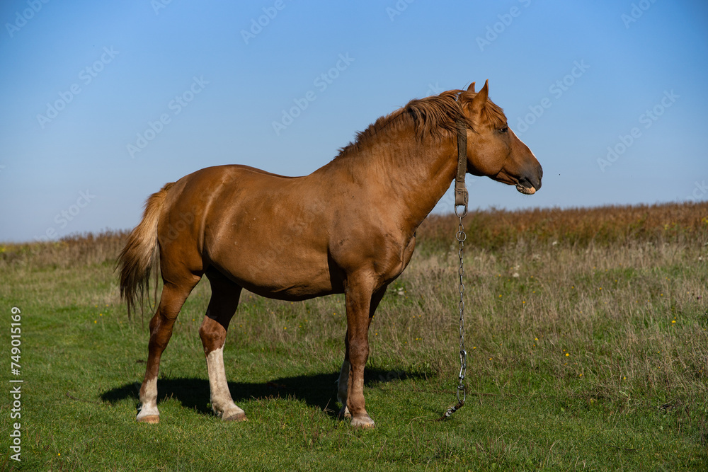 a horse grazing on a green meadow a horse grazing on a green meadow