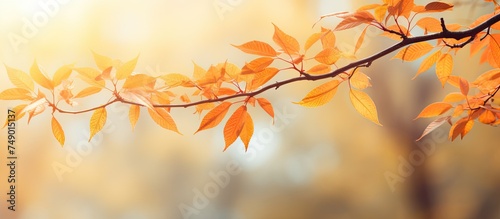A tree branch covered in yellow leaves is illuminated by sunlight  contrasting against a blurred background of autumnal foliage. The leaves appear vibrant and bright in the warm sunlight.
