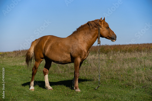 a horse grazing on a green meadow © Віталій Віжанський