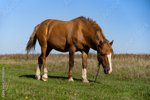 a horse grazing on a green meadow