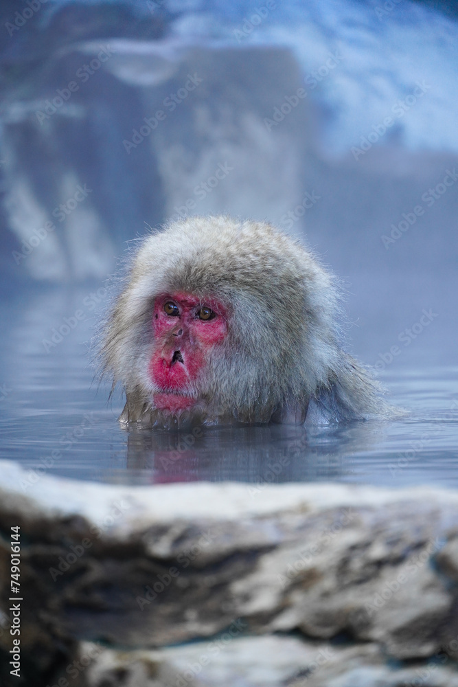 Fototapeta premium Japanischer Affe im Onsen