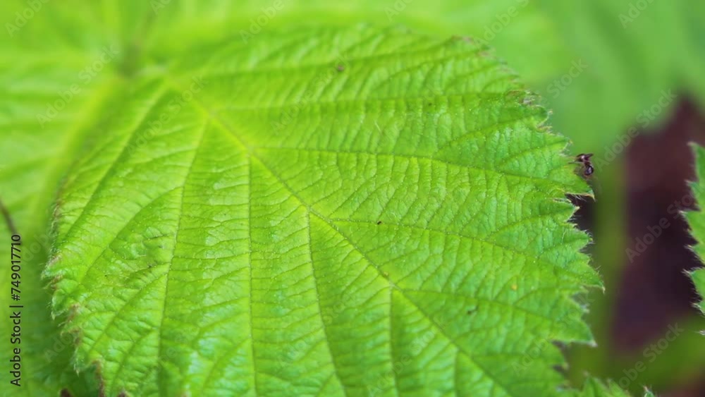 Black ants climb on branches and leaves Plant in Germany. Black ants climb on branches and leaves Plant in Germany.