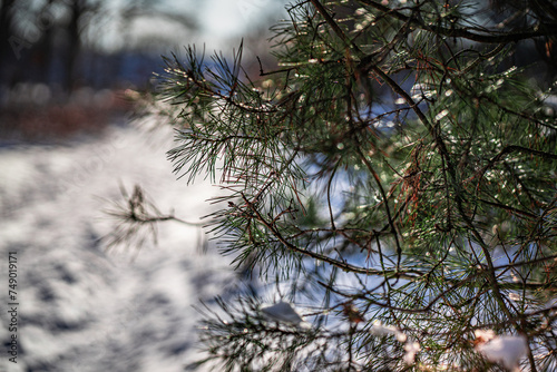 branches of pine