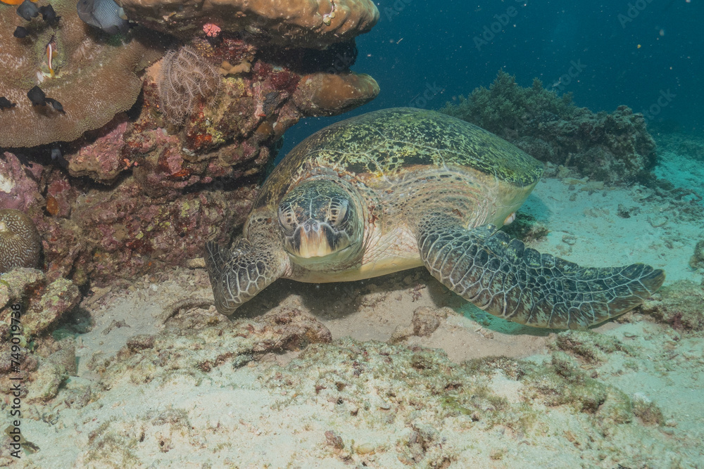 Fototapeta premium Hawksbill sea turtle at the Sea of the Philippines