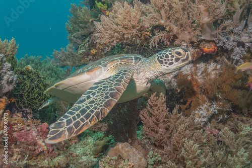 Hawksbill sea turtle at the Sea of the Philippines
 photo