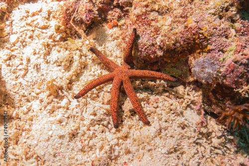 Starfish On the Seabed at the Sea of the Philippines 