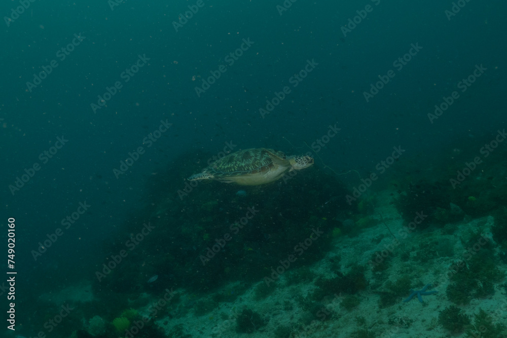 Fototapeta premium Hawksbill sea turtle at the Sea of the Philippines 